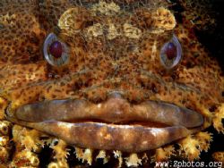 Oyster Toadfish and his big juicy lips =) by Zaid Fadul 